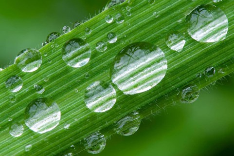 Drops of water on a blade of grass, Vechta, Lower Saxony, Germany