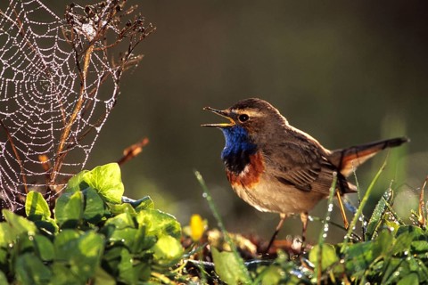 Animals, bird, birds, bluethroats in the biotope, Germany, Federal Republic of Germany