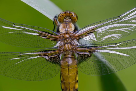 Broad-Bodied Chaser, Libellula Depressa, Flatbelly, Anisoptera, Dragonflies, Freshly Hatched,