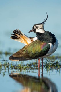 Northern Lapwing (Vanellus vanellus) in a wet meadow, Dümmer, Lembruch, Lower Saxony, Germany