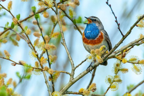 A courting bluethroat (Luscinia svecica), Goldenstedt, Lower Saxony, Germany