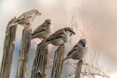 House sparrow, passeri, songbirds, sparrow, birds, female, garden fence, male, passeri, songbirds,