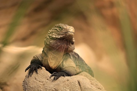 Cuban iguana (Cyclura nubila), Duisburg Zoo, in captivity, Duisburg, North Rhine-Westphalia,
