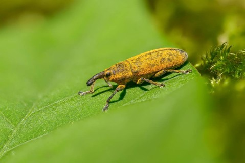 Lixus cf. punctiventris, Lixus punctiventris, Pippau stem weevils, weevils, beetles, coleoptera,