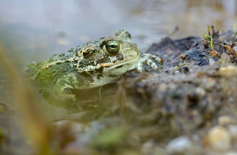 Brandenburg, Bufo Calamita, Germany, Epidalea Calamita, Toad, Nabu, Nabu Project, National Natural