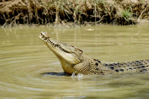 Crocodile, Australia, Australia
