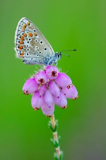 Common Blue (Polyommatus icarus) on bell heather, Goldenstedt, Lower Saxony, Germany