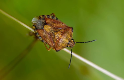 Black-shouldered shieldbug, carpocoris purple eipennis, heteroptera, purple tree bug, purple fruit