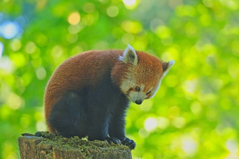 Red panda (Ailurus fulgens), Duisburg Zoo, in captivity, Duisburg, North Rhine-Westphalia, Germany