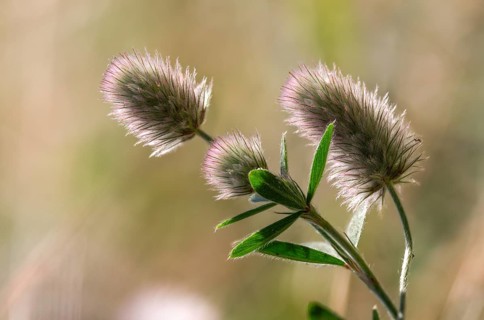 Fabaceae, hare clover, butterflies, trifolium arvense, flora, plants, plants