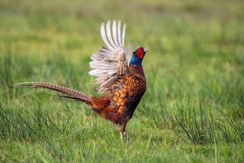 Courting pheasant (Common Pheasant), Dümmer, Lembruch, Lower Saxony, Germany