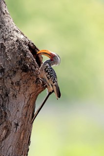 Red-ringed Hornbill (Tockus leucomelas), Southern Yellow-billed Hornbill, adult, male, at a nesting