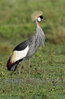 South African Crowned Crane (Balearica regulorum) in the grassy savannah, Serengeti National Park,