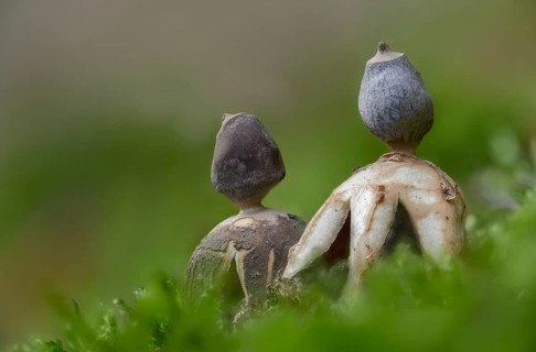 Earth star, geastrum quadrifidum, small nest star, nest star, old, four-footed earthstar, fungi,