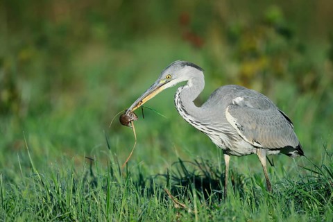 A grey heron (Ardea cinerea) stands in a meadow with a field mouse in its beak, North