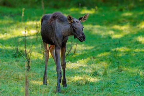 A moose calf (Alces alces) walks across a green meadow on a sunny day. belarus, china, Czech