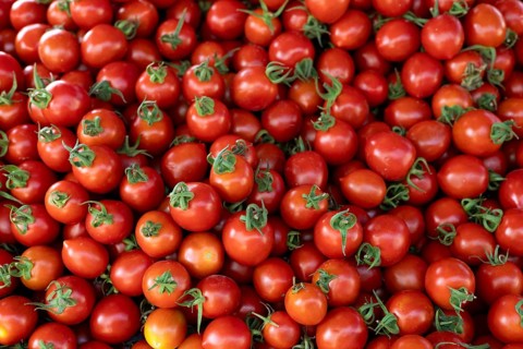 A large assortment of fresh red cherry tomatoes with green stems
