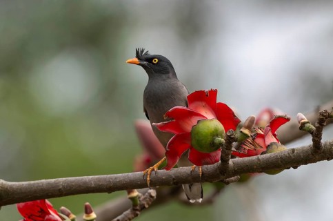 Jungle Myna (Acridotheres fuscus) on a flowering silk-cotton branch, sreepur, Gazipur, bangladesh