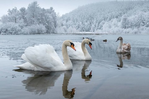 Cygnus olor, mute swan, anatidae, birds, duckbirds, cusp swan, swans, snow, swans, birds,