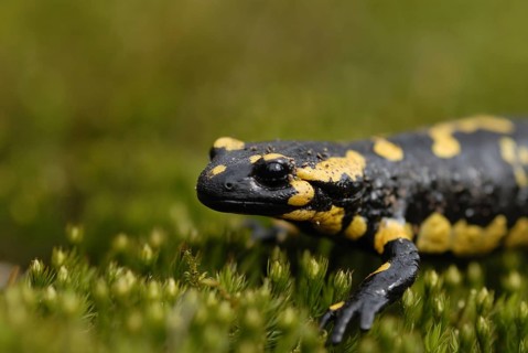 Fire salamander, Salamandra salamandra, Vosswinkel, March 2008