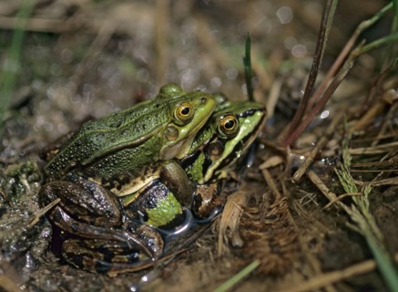 Small water frog, pelophylax lessonae, pool frog, rana lessonae, amphibians, amphibians, couple,