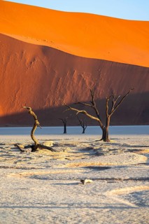 Dead camel thorn trees (Vachellia erioloba), red sand dunes, white salt pan, Dead Vlei, Sossusvlei,
