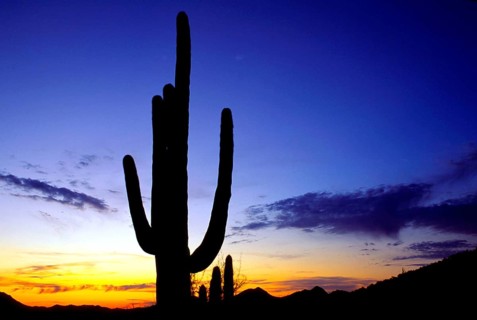 USA, Arizona, Sonora desert, saguaro cactus, saguaro, silhouettes, sunset, desert