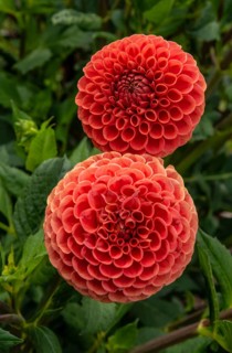 Flowering Dahlias (Dahlia), variety Cornel Brons in the Dahlia Farm in Löderup, Ystad municipality,