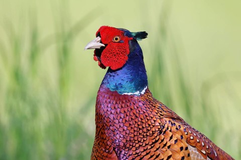 Pheasant, common pheasant (Phasianus colchicus), adult male bird in a meadow, animal portrait,