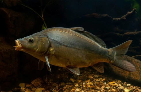 Carp, Cyprinus carpio, carp, fish, fishes, leather carp, pisces, mirror carp