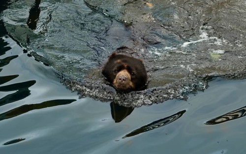 Spectacled bear (Tremarctos ornatus) or Andean bear, in captivity, swimming in a pond, water,