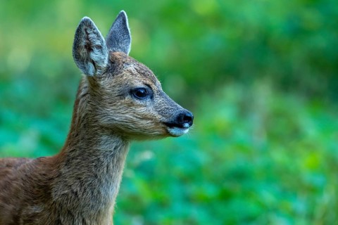 Roe deer, fawn (Capreolus capreolus), Vechta, Lower Saxony, Germany