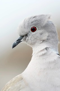Eurasian Collared Dove (Streptopelia decaocto), portrait, Fuerteventura, Canary Islands, Spain