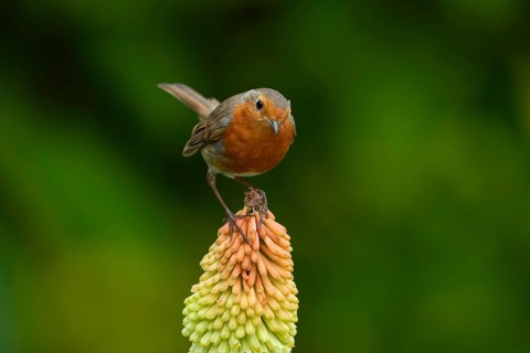 European robin (Erithacus rubecula) adult garden bird on a red hot poker flower in summer, England,
