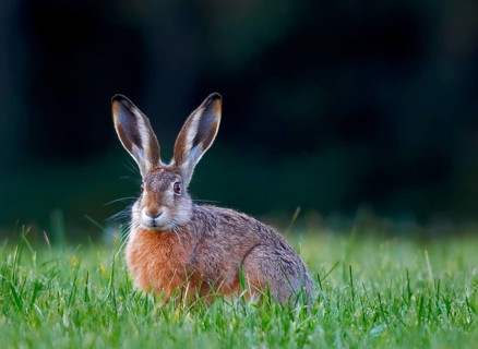 Animals Mammals Hare in Meadow, Lepus europaeus, Germany