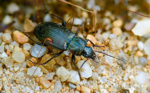 Carabidae, common grave runner, copper-colored grave runner, copper-colored list beetle, coppery