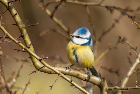Blue tit, parus caeruleus, birds, tits, passeri, songbirds, songbirds, tits, birds