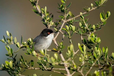 Granelli, Italy, Pantani Cuba and Longarini, velvet warbler, Sardinian warbler, Sylvia