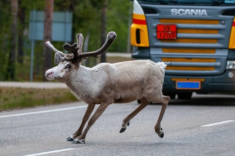 Artiodactyla, even-toed ungulate, Finland, cloven-hoofed, rangifer tarandus, reindeer, mammals,