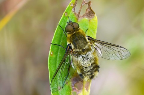 Bombyliidae, Hottentot Bee Fly, Villa Hottentotta, Woolswear, Diptera, Insects, Insects, Two-winged
