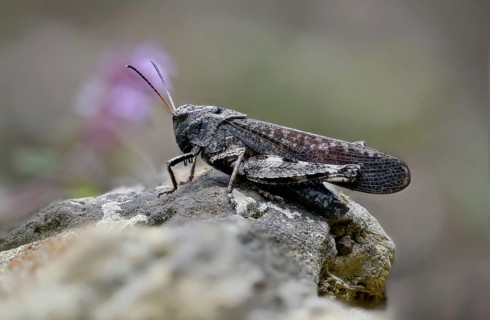 Acrididae, caelifera, field locusts, gomphocerinae, grasshoppers, short-feeler, psophus stridulus,
