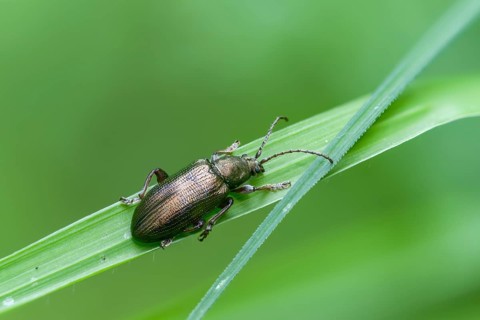Small sedge reed beetle, Plateumaris consimilis, reed beetle, coleoptera, insects, beetles