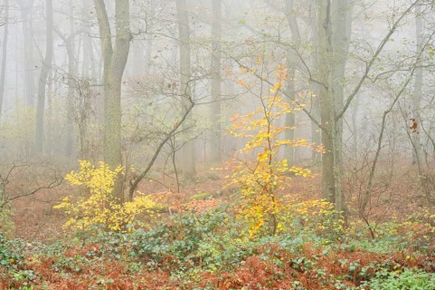Deciduous forest with European beech (Fagus sylvatica) and English oak (Quercus robur) in autumn,