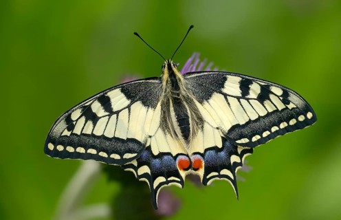 Papilio machaon, swallowtail, swallowtail, butterfly, insects, butterfly, butterflies