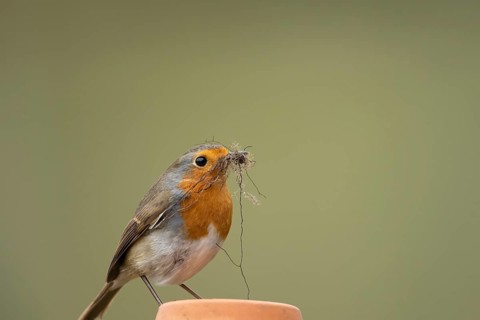 European robin (Erithacus rubecula) adult garden bird with nest material in its beak on a plant pot