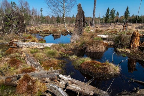 Germany, Greiz, Pöllwitzer Wald, Thuringia, Bog, Landscape, Marsh, Moor, Vogtland, Rewetting