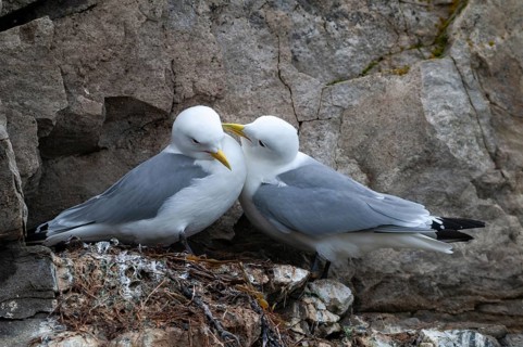 Black-legged Kittiwake, Black-legged Kittiwake, Norway, Rissa Tridactyla, Varanger, Birds,