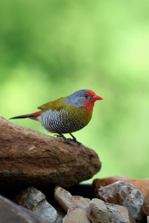 Colourful Astrild (Pytilia melba), adult, male, alert, on rocks, Kruger National Park, South Africa