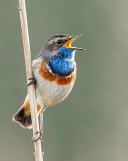 Courting bluethroat Luscinia svecica cyanecula) on his singwarte, Dümmer, Lembruch, Lower Saxony,