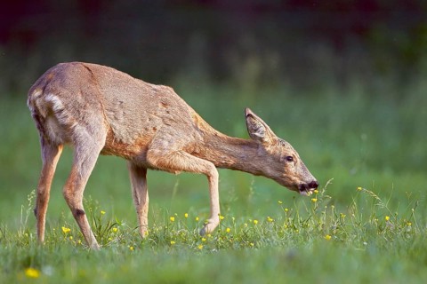 Animals, Mammals, Grazing, Fawn, Roe Deer, Capreolus capreolus